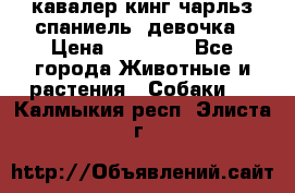  кавалер кинг чарльз спаниель -девочка › Цена ­ 45 000 - Все города Животные и растения » Собаки   . Калмыкия респ.,Элиста г.